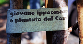Fascetta: piccolo ippocastano piantato e donato alla città dal Comitato Salviamo Corso Marconi. Foto di Silvio Tosetto